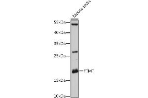 Western blot analysis of extracts of Mouse testis, using FTMT antibody (ABIN6131978, ABIN6140793, ABIN6140794 and ABIN6216652) at 1:3000 dilution. (Ferritin Mitochondrial Antikörper  (AA 183-242))