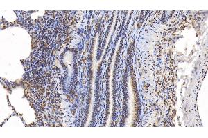 Detection of ERK2 in Porcine Lung Tissue using Monoclonal Antibody to Extracellular Signal Regulated Kinase 2 (ERK2) (ERK2 Antikörper  (AA 25-360))