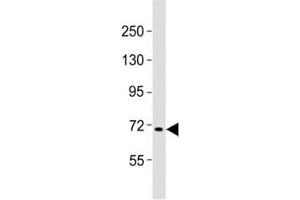 Western blot testing of FBXW7 antibody at 1:2000 dilution + Raji lysate (FBXW7 Antikörper  (N-Term))