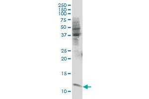 ERH monoclonal antibody (M07), clone 1H4 Western Blot analysis of ERH expression in IMR-32 (ERH Antikörper  (AA 1-104))