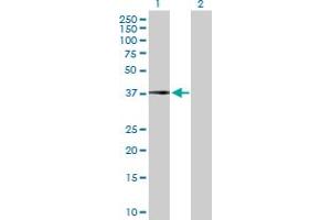 Western Blot analysis of CFHR1 expression in transfected 293T cell line by CFHR1 MaxPab polyclonal antibody. (CFHR1 Antikörper  (AA 1-330))