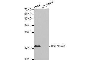 Western blot analysis of extracts of various cell lines, using TriMethyl-Histone H3-K79 antibody. (Histone 3 Antikörper  (H3K79me3))