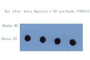 Western Blotting (WB) image for anti-Amyloid beta (Abeta) (C-Term) antibody (ABIN1105357)