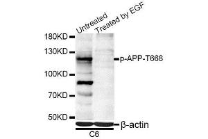 Western blot analysis of extracts of C6 cells, using Phospho-APP-T668 antibody (ABIN5969869) at 1/1000 dilution. (APP Antikörper  (pThr743))