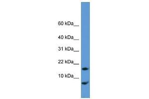 Cnih antibody used at 0. (CNIH Antikörper  (N-Term))