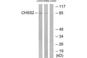 Western blot analysis of extracts from LOVO cells and K562 cells, using CHSS2 antibody. (CHPF Antikörper)