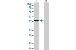 Western Blot analysis of DNAJB4 expression in transfected 293T cell line by DNAJB4 MaxPab polyclonal antibody.