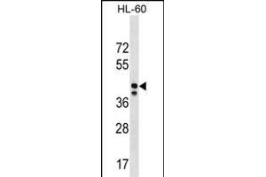 MRPS31 Antibody (Center) (ABIN1538106 and ABIN2850176) western blot analysis in HL-60 cell line lysates (35 μg/lane). (MRPS31 Antikörper  (AA 219-247))
