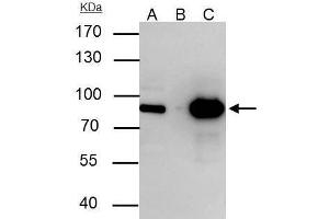 Immunoprecipitation (IP) image for anti-THO Complex 1 (THOC1) (C-Term) antibody (ABIN2855518)
