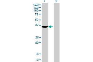 serine Dehydratase Antikörper  (AA 1-328)