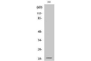 Western Blotting (WB) image for anti-Ephrin A2 (EFNA2) (Asn188), (cleaved) antibody (ABIN3172770) (Ephrin A2 Antikörper  (Asn188, cleaved))