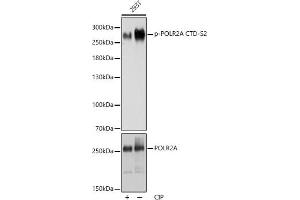 Western blot analysis of extracts of 293T cells, using Phospho-POLR2A CTD-S2 antibody (ABIN6135286, ABIN6136194, ABIN6136195 and ABIN6225651) at 1:1000 dilution or POLR2A antibody (ABIN3022932, ABIN3022933, ABIN3022934 and ABIN6219303). (POLR2A/RPB1 Antikörper  (pSer2))