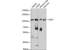 Western blot analysis of extracts of various cell lines, using CD97 antibody (ABIN1679103, ABIN3018090, ABIN3018091 and ABIN6220356) at 1:1000 dilution. (ADGRE5 (AA 240-435) Antikörper)
