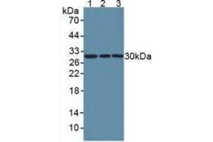 Western blot analysis of (1) Human HeLa cells, (2) Human A549 Cells and (3) Human U2OS Cells.