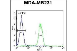 EGLN2 Antibody (Center) (ABIN652648 and ABIN2842435) flow cytometric analysis of MDA-M cells (right histogram) compared to a negative control cell (left histogram). (PHD1 Antikörper  (AA 194-221))