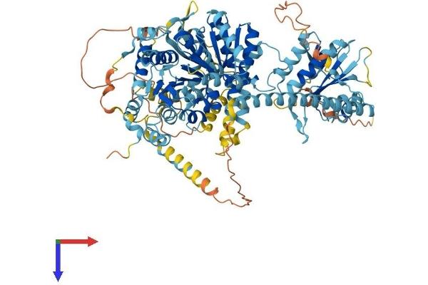 CHD1L Protein (AA 1-900) (His tag)