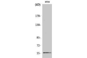 Western Blotting (WB) image for anti-Checkpoint Kinase 1 (CHEK1) (Ser249) antibody (ABIN6282471)