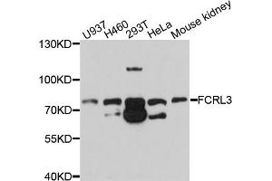 Western blot analysis of extracts of various cell lines, using FCRL3 antibody (ABIN4903658) at 1:1000 dilution. (FCRL3 Antikörper)