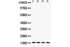 Western blot analysis of Galectin 1 expression in rat testis extract ( Lane 1), mouse spleen extract ( Lane 2), HELA whole cell lysates ( Lane 3) and SMMC whole cell lysates ( Lane 4). (LGALS1/Galectin 1 Antikörper  (AA 2-135))