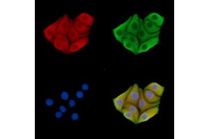 ABIN7095788 and ABIN7099850 staining Hela cells by IF/ICC. (MEG3 Antikörper)