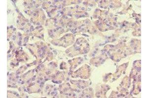 Immunohistochemistry of paraffin-embedded human pancreatic tissue using ABIN7169536 at dilution of 1:100