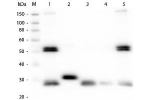 Western Blot of Anti-Rat IgG (H&L) (GOAT) Antibody (Min X Bv Ch Gt GP Ham Hs Hu Ms Rb & Sh Serum Proteins) . (Ziege anti-Ratte IgG (Heavy & Light Chain) Antikörper (Atto 550) - Preadsorbed)