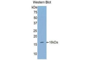 Western Blotting (WB) image for anti-Furin (Paired Basic Amino Acid Cleaving Enzyme) (FURIN) (AA 385-500) antibody (ABIN1858927) (FURIN Antikörper  (AA 385-500))