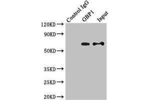 Western Blotting (WB) image for anti-Guanylate Binding Protein 1, Interferon-Inducible (GBP1) (AA 383-592) antibody (ABIN7156649)