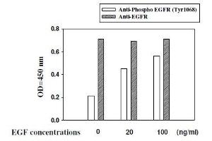 A431 cells were stimulated by different concentrations of EGF for 10 min at 37