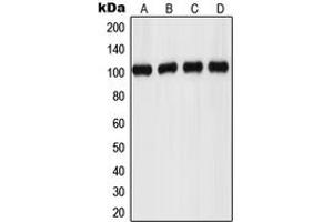 Western blot analysis of GPR110 expression in MCF7 (A), HeLa (B), mouse kidney (C), rat brain (D) whole cell lysates.