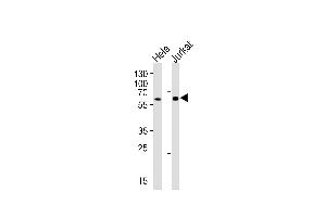 Western blot analysis of lysates from HeLa, Jurkat cell line (from left to right), using HPSE2 Antibody at 1:1000 at each lane. (Heparanase 2 Antikörper  (C-Term))