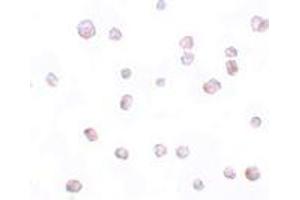 Immunohistochemistry (IHC) image for anti-Secernin 2 (SCRN2) (C-Term) antibody (ABIN1030649) (SCRN2 Antikörper  (C-Term))