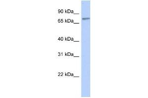 Western Blotting (WB) image for anti-Zinc Finger Protein 45 (ZNF45) antibody (ABIN2458161) (ZNF45 Antikörper)