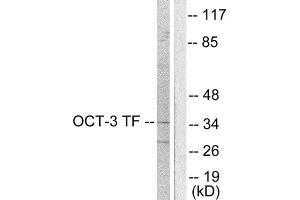 Western Blotting (WB) image for anti-POU Class 5 Homeobox 1 (POU5F1) (Internal Region) antibody (ABIN1848708) (OCT4 Antikörper  (Internal Region))