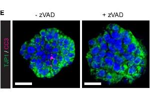 Immunofluorescence (IF) image for anti-Tight Junction Protein 1 (TJP1) (C-Term) antibody (ABIN6254231)