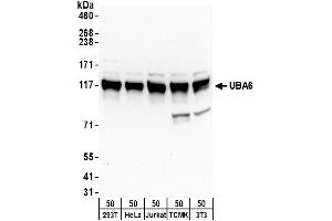 Western Blotting (WB) image for anti-Ubiquitin-Like Modifier Activating Enzyme 6 (UBA6) (AA 200-250) antibody (ABIN7452985)