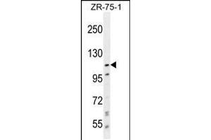 Western blot analysis in ZR-75-1 cell line lysates (35ug/lane). (PCDHa8 Antikörper  (C-Term))