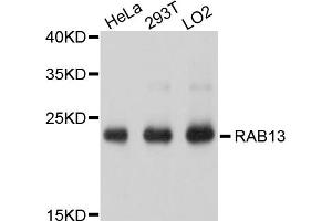 Western blot analysis of extracts of various cell lines, using RAB13 antibody (ABIN4904922) at 1:1000 dilution. (RAB13 Antikörper)