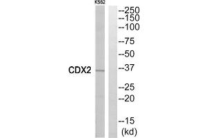 Western blot analysis of extracts from K562 cells, using CDX2 antibody. (CDX2 Antikörper  (Internal Region))