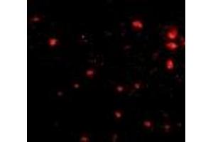Immunofluorescence (IF) image for anti-Fasciculation and Elongation Protein zeta 2 (Zygin II) (FEZ2) (Middle Region) antibody (ABIN1030932)