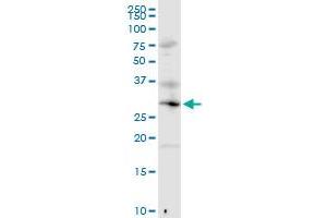 MED6 MaxPab rabbit polyclonal antibody. (MED6 Antikörper  (AA 1-246))