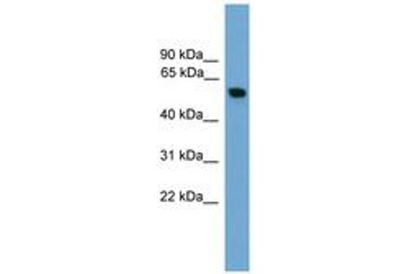 Pyruvate Kinase, Muscle (PKM) (AA 391-440) Antikörper