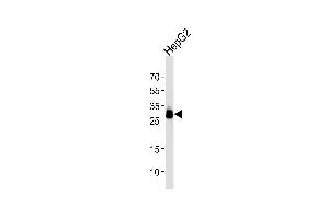 Western blot analysis of lysate from HepG2 cell line using T1 Antibody (ABIN1944801 and ABIN2838504). (PPT1 Antikörper  (AA 1-306))