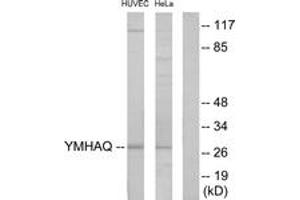 Western Blotting (WB) image for anti-14-3-3 theta (YWHAQ) (AA 41-90) antibody (ABIN2889841) (14-3-3 theta Antikörper  (AA 41-90))