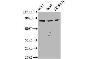 Western Blot Positive WB detected in: A549 whole cell lysate, 293T whole cell lysate, SH-SY5Y whole cell lysate All lanes: ZC3H14 antibody at 3.