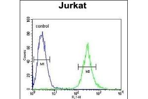 ITD1 Antibody (Center) 4921c flow cytometric analysis of Jurkat cells (right histogram) compared to a negative control cell (left histogram). (APITD1 Antikörper  (AA 48-74))