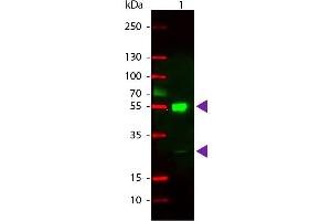 Western Blot of Rhodamine Conjugated Goat anti-Mouse IgG Secondary Antibody. (Ziege anti-Maus IgG (Heavy & Light Chain) Antikörper (TRITC) - Preadsorbed)
