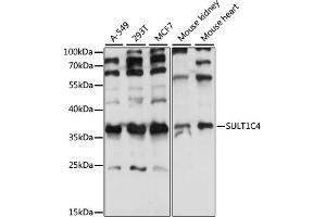 Western blot analysis of extracts of various cell lines, using SULT1C4 antibody (ABIN7270631) at 1:1000 dilution. (SULT1C4 Antikörper  (AA 1-95))
