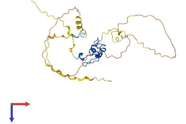 Nanos Homolog 1 Protein (NANOS1) (AA 1-267) (His tag)