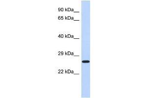 WB Suggested Anti-EFHD2 Antibody Titration: 0. (EFHD2 Antikörper  (N-Term))